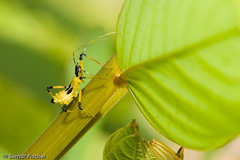 Raubwanze sp. Imago - Zum Vergroessern klicken!